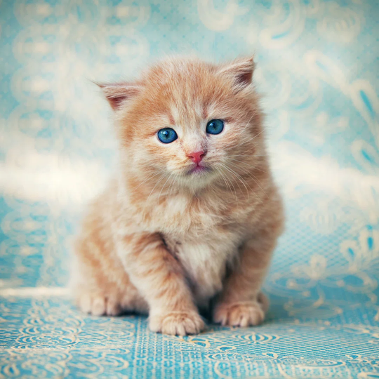 Kitten by Tsokur - Wrapped Canvas Photograph