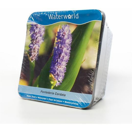 Garden Pond Water Plant Kit - Pontederia Cordata (Broadleaf Arrowhead)