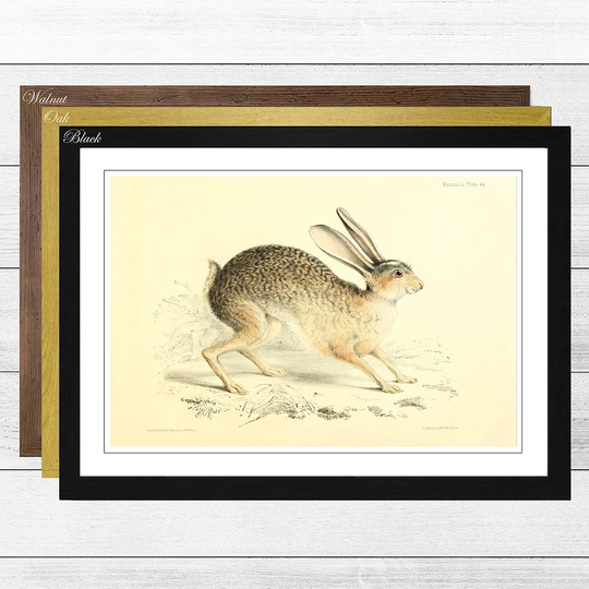 'Vintage Black-tailed Jack-rabbit' by Joseph Wolf Framed Painting Print