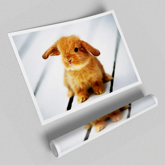 'Bunny Rabbit Ears Wild Life' - Graphic Art Print on Paper