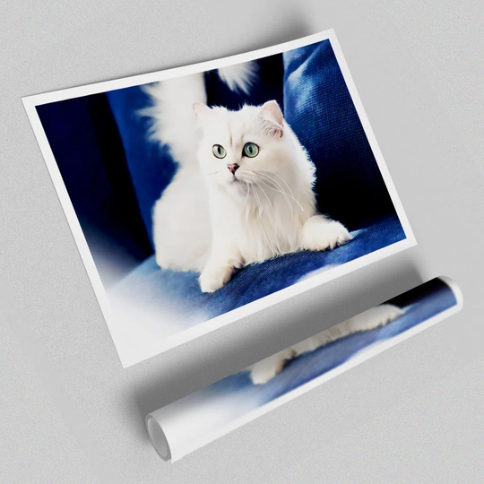 Fluffy White Kitten - Graphic Art Print on Paper