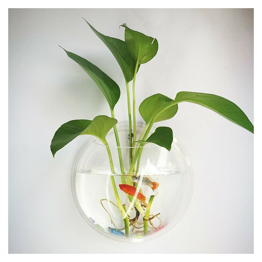 Tanks Fish From a Wall Mount, Transparent Round 195mm transparent Thsinde
