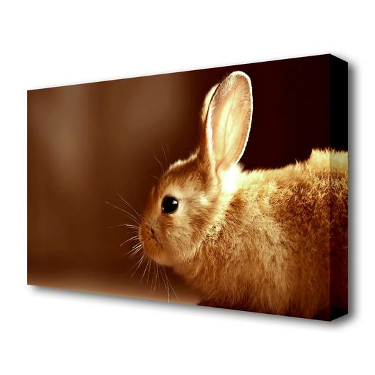 Bunny Whiskers Wildlife - Wrapped Canvas Photograph Print