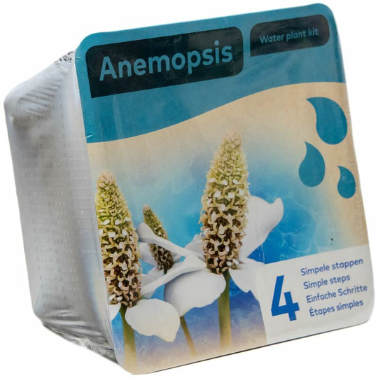 Moerings - Complete Waterplants Pond Plant Kit - Anemopsis