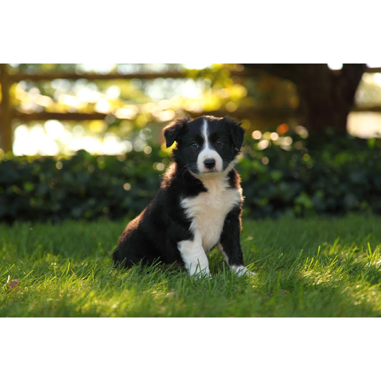 Border Collie Puppy Sitting In Grass