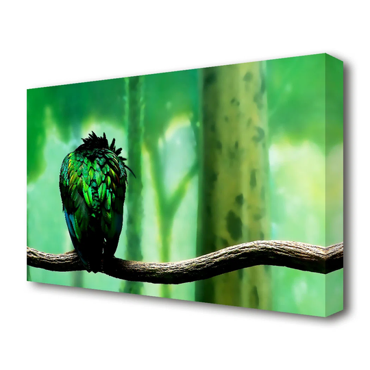 Parrot Perch Wildlife - Wrapped Canvas Photograph Print