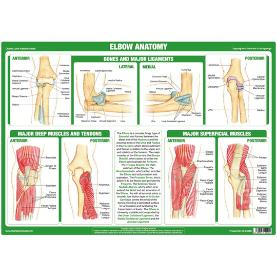 (A3 PVC Laminated) Elbow Joint Anatomy Poster