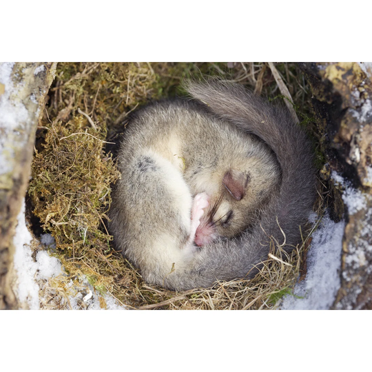 Fat Dormouse by Michel Viard - Wrapped Canvas Photograph