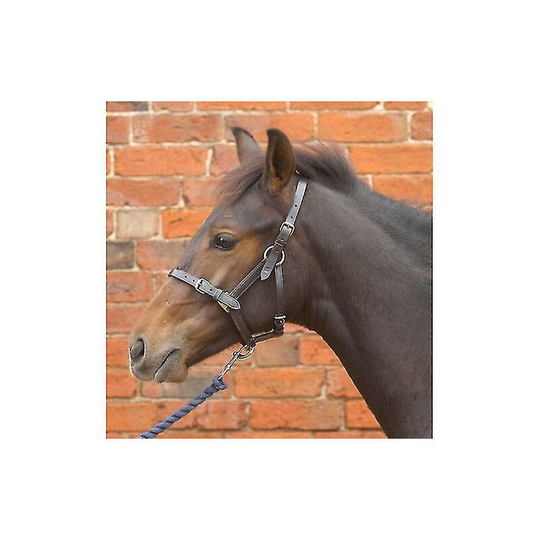 Hy Leather Foal Head Collar Thsinde