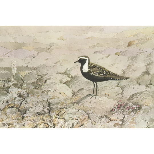 Perched - Wrapped Canvas Painting