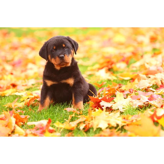 Rottweiler Puppy Sits In Autumn Leaves