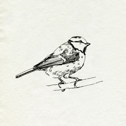 Bird Feeder Friends IV by Emma Caroline - Wrapped Canvas Drawing Print