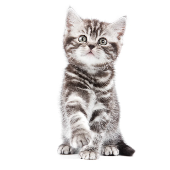 British Kitten on White Backgrounf by Dixi - Wrapped Canvas Graphic Art