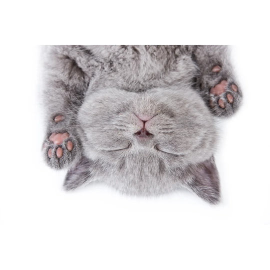 Upside Down Sleeping British Kitten on a White Background - Wrapped Canvas Photograph Print