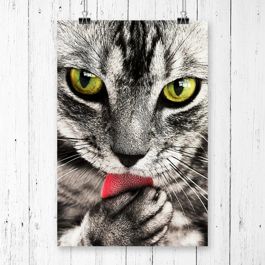 Tabby Cat Licking Paw Photographic Print
