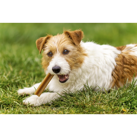 Happy Pet Dog Puppy - Wrapped Canvas Photograph
