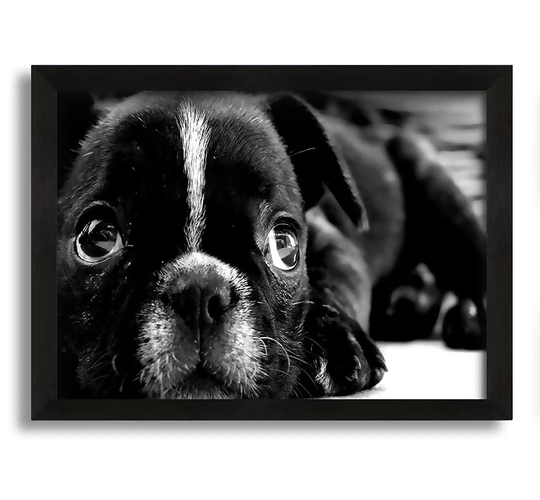 French Bulldog Puppy - Picture Frame Photograph on Canvas