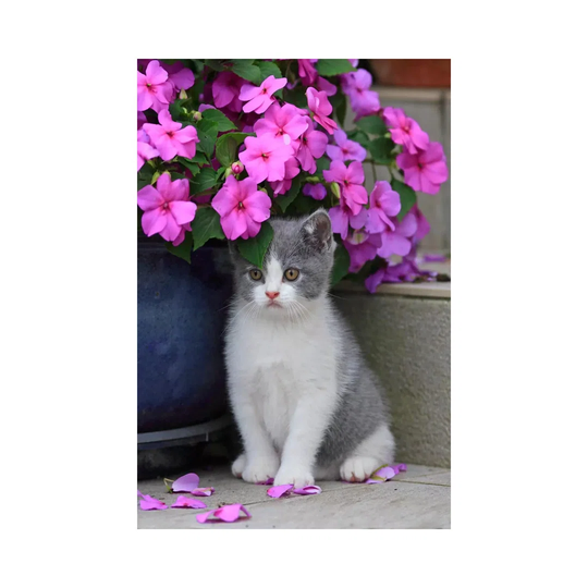 Kitten & Flowers