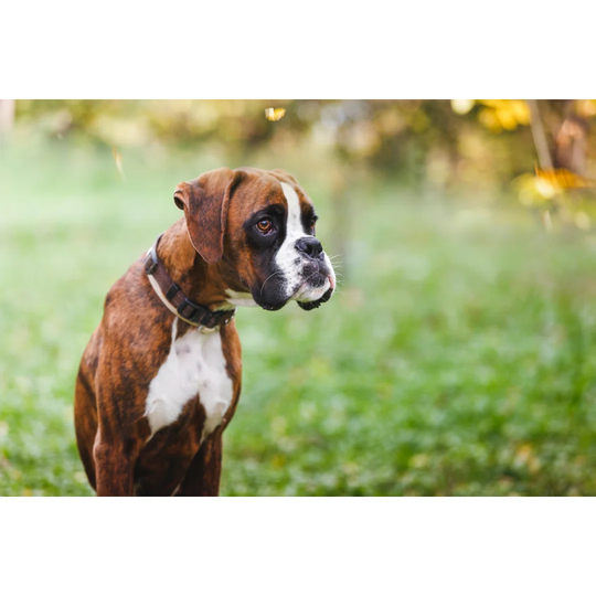 Portrait of Boxer Puppy Sitting on Grass in the Park - Wrapped Canvas Photograph
