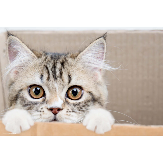 Maine Coon Kitten Desk Pad