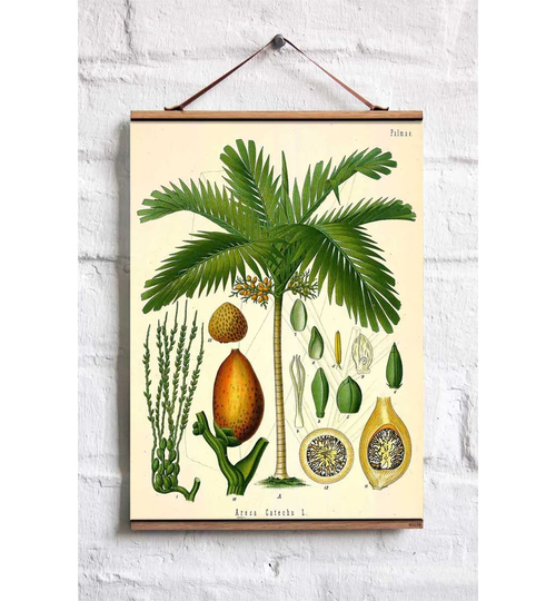 Betel Nut Graphic Art Print on Fabric