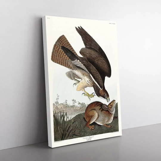 Common Buzzard & Rabbit by John Audubon - Painting