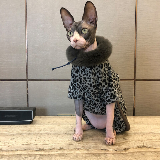 Pet cat hairless cat clothes small dogs leopard print padded four-legged coat jumpsuit fur collar m (chest 40', neck 24', abdomen 36 coat length 30