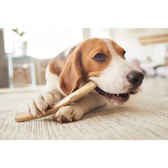 Dog Chewing Treats on Floor by SeventyFour - Wrapped Canvas Photograph Print