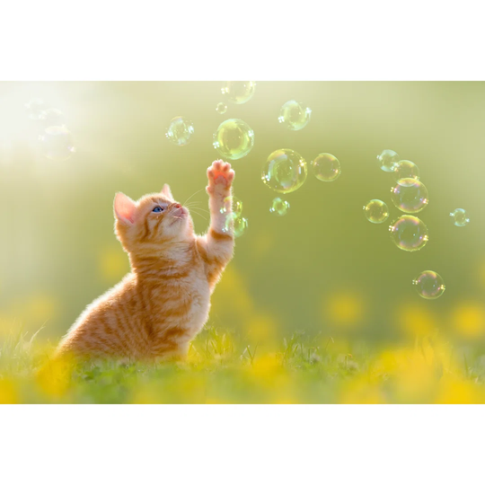 Young Kitten Playing with Soap Bubbles, Bubbles on Meadow - Wrapped Canvas Photograph