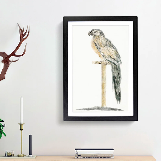 Perched Parrot by Johan Teyler - Picture Frame Painting Print