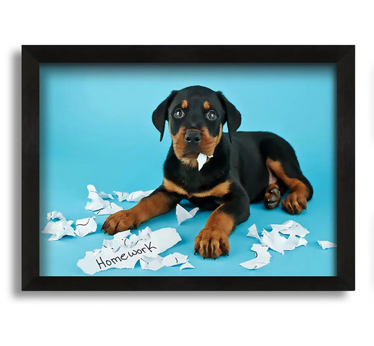 Naughty Rottweiler Puppy Dog - Picture Frame Photograph on Canvas