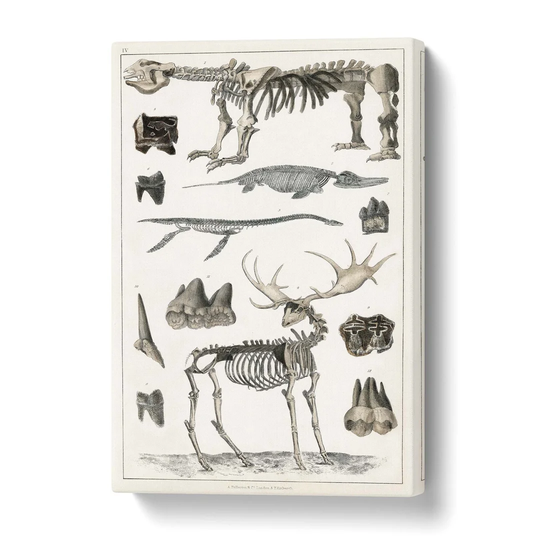 'Animal Bones IV' by Oliver Goldsmith - Wrapped Canvas Drawing Print