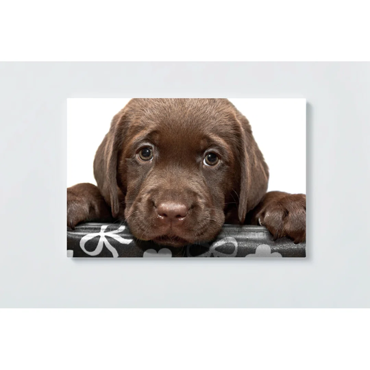 Puppy Motif Magnetic Wall Mounted Cork Board