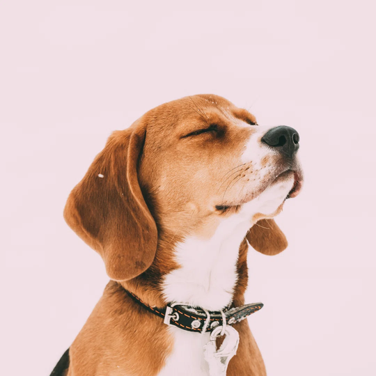 Puppy Of English Beagle