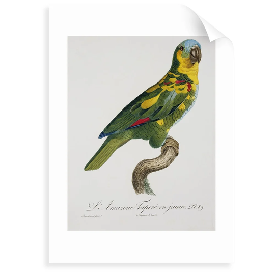 Print of an Amazon Parrot - Graphic Art Print