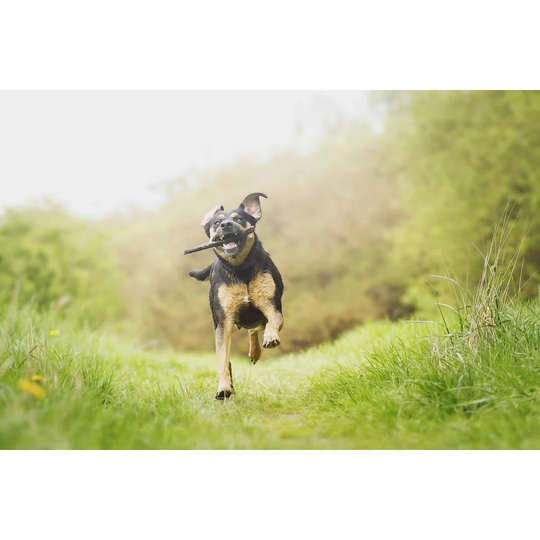 Fun Rottweiler Puppy Running by Carmelka - Wrapped Canvas Photograph