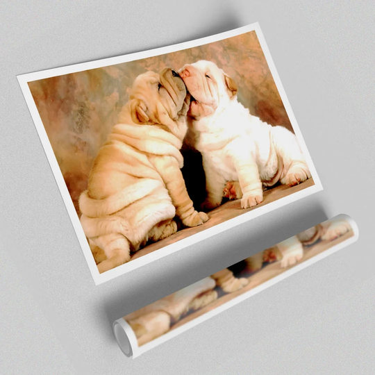 Shar Pei Puppies - Photograph Print on Paper