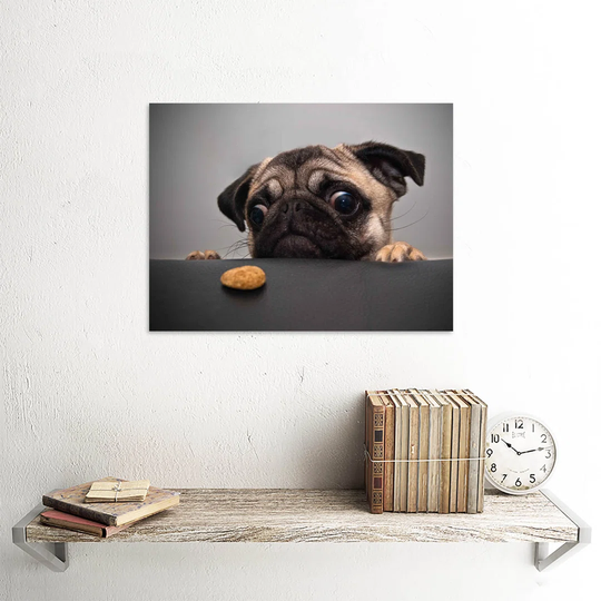 Animal Photography Portrait Pug Dog Treat Food Eyes Cute Art Print Poster Wall Decor