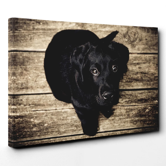 Puppy Dog Photographic Print on Canvas