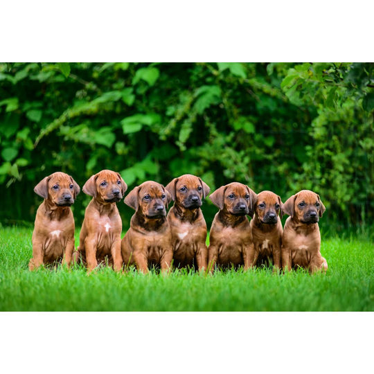 Seven Rhodesian Ridgeback Puppies Sitting In Row On Grass