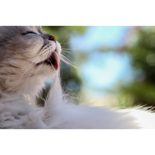 Happy Cat Grooming Itself on a Warm Sunny Day - Wrapped Canvas Photograph