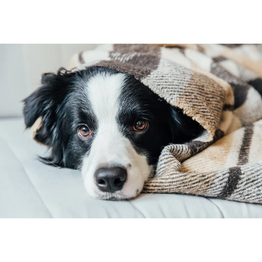 Funny Puppy Dog Border Collie Lying on Couch Under Plaid Indoors Lovely Member of Family Little Dog at Home Warming Under Blanket in Cold Fall Autumn