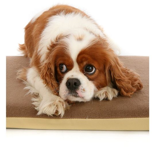 Posture Pal Memory Foam Dog/Cat Bed (24x18in) (Brown) - Brown - Petlife