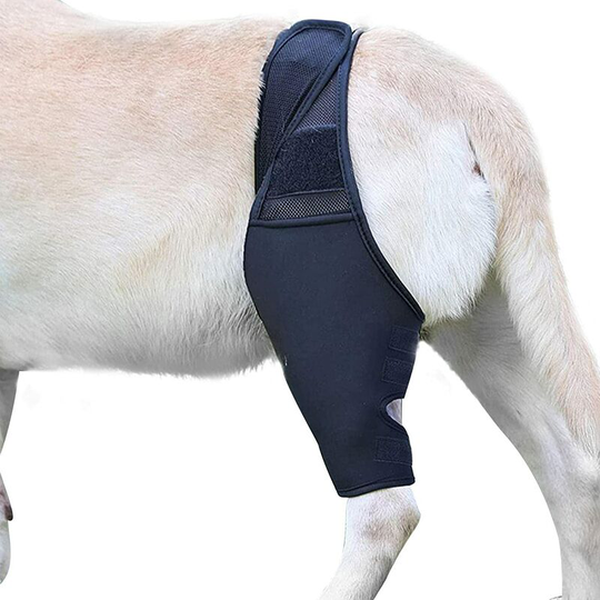 Dog rear leg switches | Health of dog joints, the joint envelope of the jarret of the dog's rear leg protects the wounds, the compression orthosis