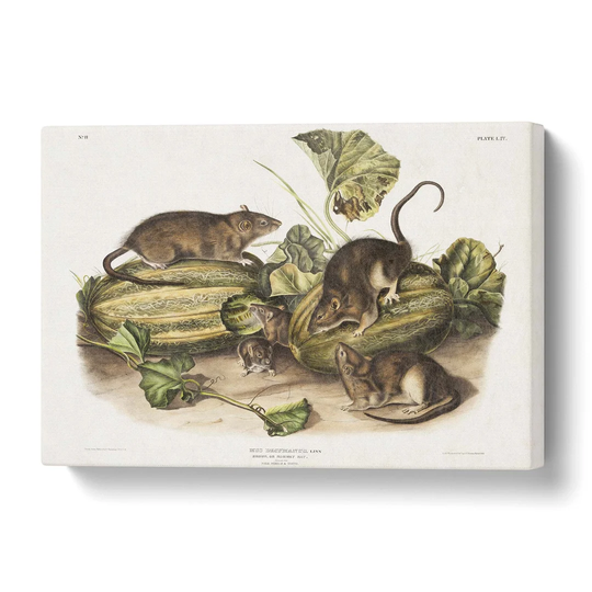 'Brown Rats' by J.W. Audubon - Wrapped Canvas Painting Print