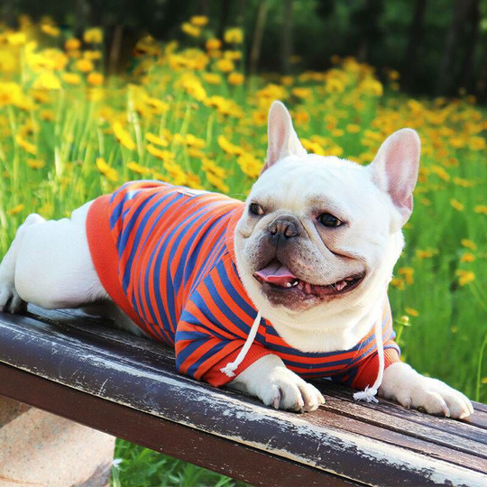 Benobby Kids - French Doo Boomerang Bichon Teddy clothes spring striped sweater Orange Orchid color stripes, sweater with breathable, suitable for