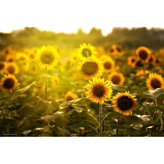 Sunflower Field Placemat
