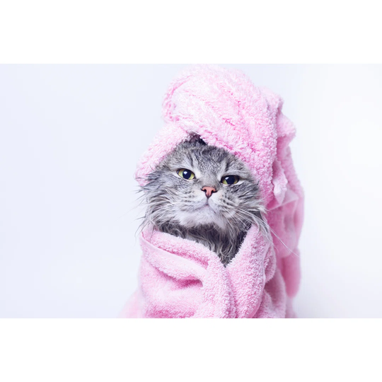 Funny Smiling Wet Grey Tabby Cute Kitten After Bath in Pink Towel with Beautiful Eyes by Dmitry Kirichay - Wrapped Canvas Photograph