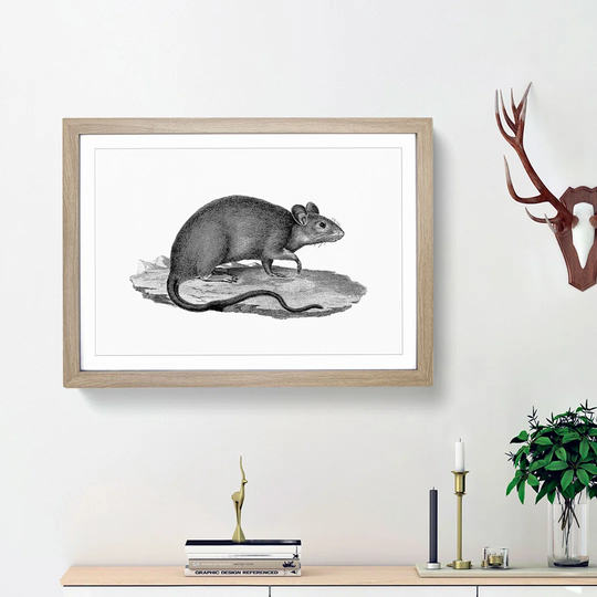 Rat Illustration - Picture Frame Drawing Print