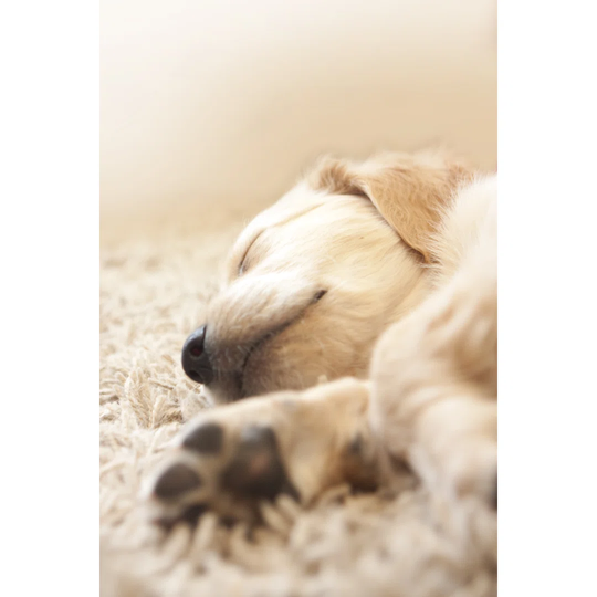 Golden Retriever Puppy - Wrapped Canvas Photograph